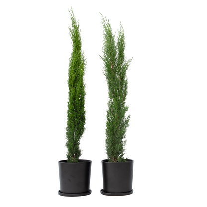 Cyprès toujours vert - Set de 2 - Cupressus sempervirens - H70-80cm - ⌀19cm