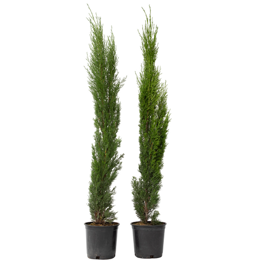 Italian Cypress - 2 pcs. - Cupressus sempervirens - Height 70-80cm - ⌀19cm