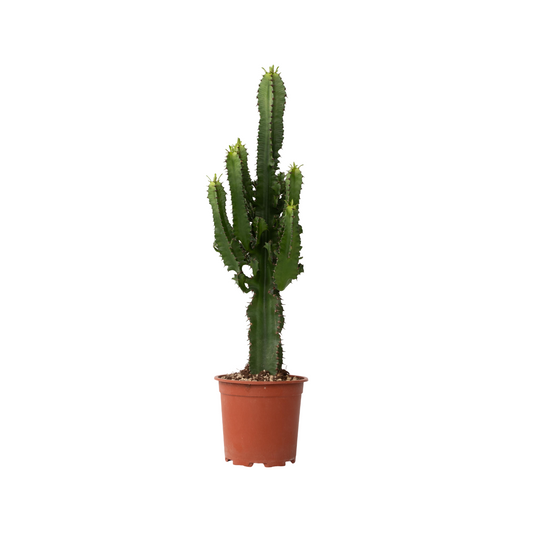 Candelabra tree cactus - Euphorbia ingens - Height 50-60cm - ⌀17cm