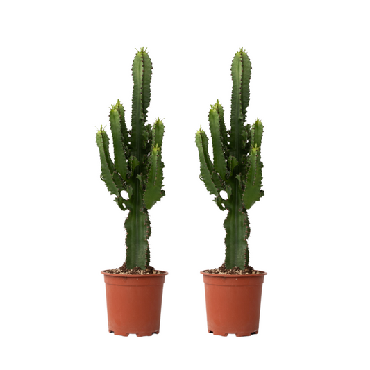 Candelabra tree cactus - 2 pcs. - Euphorbia ingens - Height 50-60cm - ⌀17cm