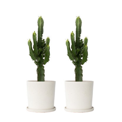 Euphorbe ingens - Set de 2 - Euphorbia ingens - Hauteur 50-60cm - ⌀17cm