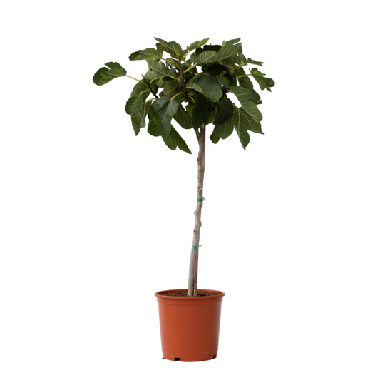 Common fig - Ficus Carica - Height 70-90cm - ⌀21cm