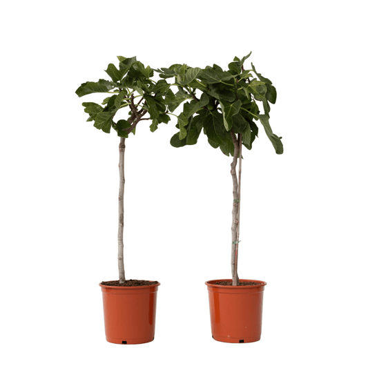 Common fig - 2 pcs. - Ficus Carica - Height 70-90cm - ⌀21cm