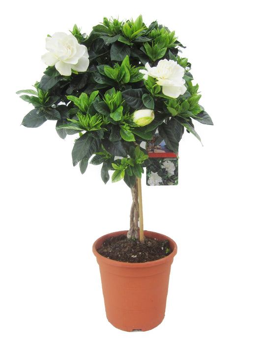 Cape Jasmine - Gardenia jasminoides - Height 50-60cm - ⌀19cm