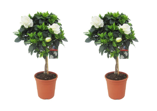 Cape Jasmine - 2 pcs. - Gardenia jasminoides - Height 50-60cm - ⌀19cm