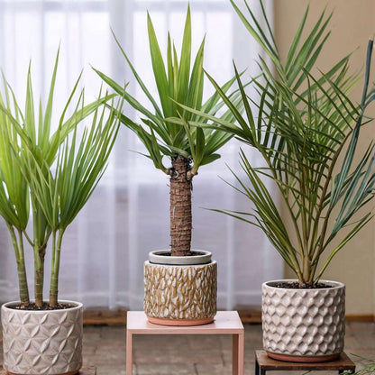 Mélange de Palmiers d'intérieur - Set de 3 - Indoor Palmmix - H50-70cm - ⌀14cm