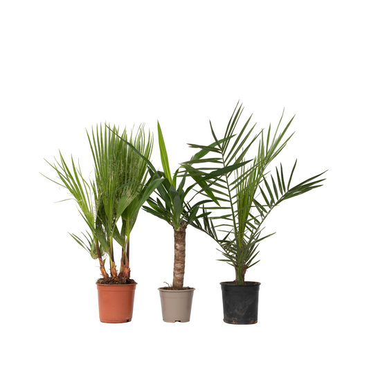 Indoor palms - 3 pcs. - Indoor Palmmix - Height 50-70cm - ⌀14cm