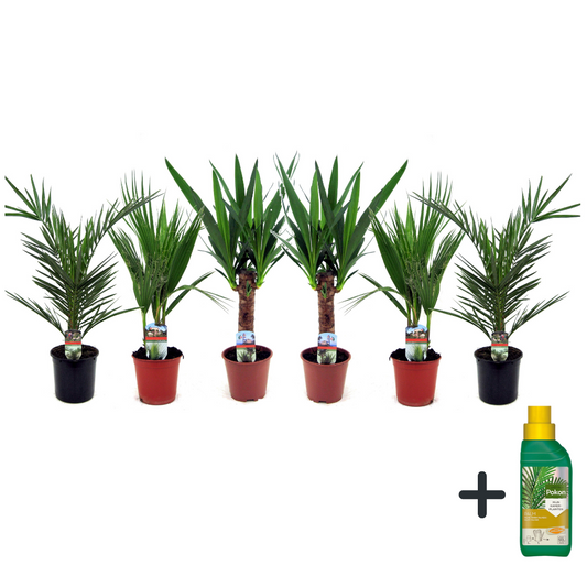 Indoor palms with Pokon - 6 pcs. - Indoor Palmmix - Pokon - H50-70cm - ⌀14cm