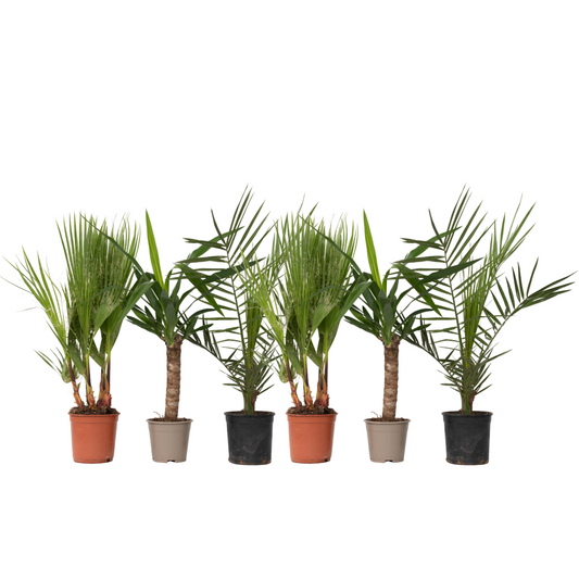 Indoor palms - 6 pcs. - Indoor Palmmix - Height 50-70cm - ⌀14cm