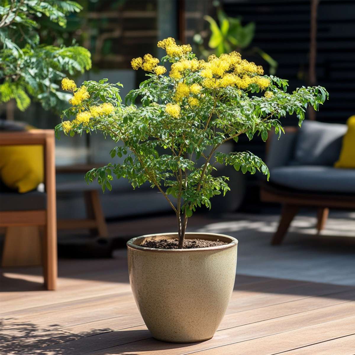 Fleur de mimosa - Mimosa dealbata - Hauteur 40-50cm - ⌀15cm