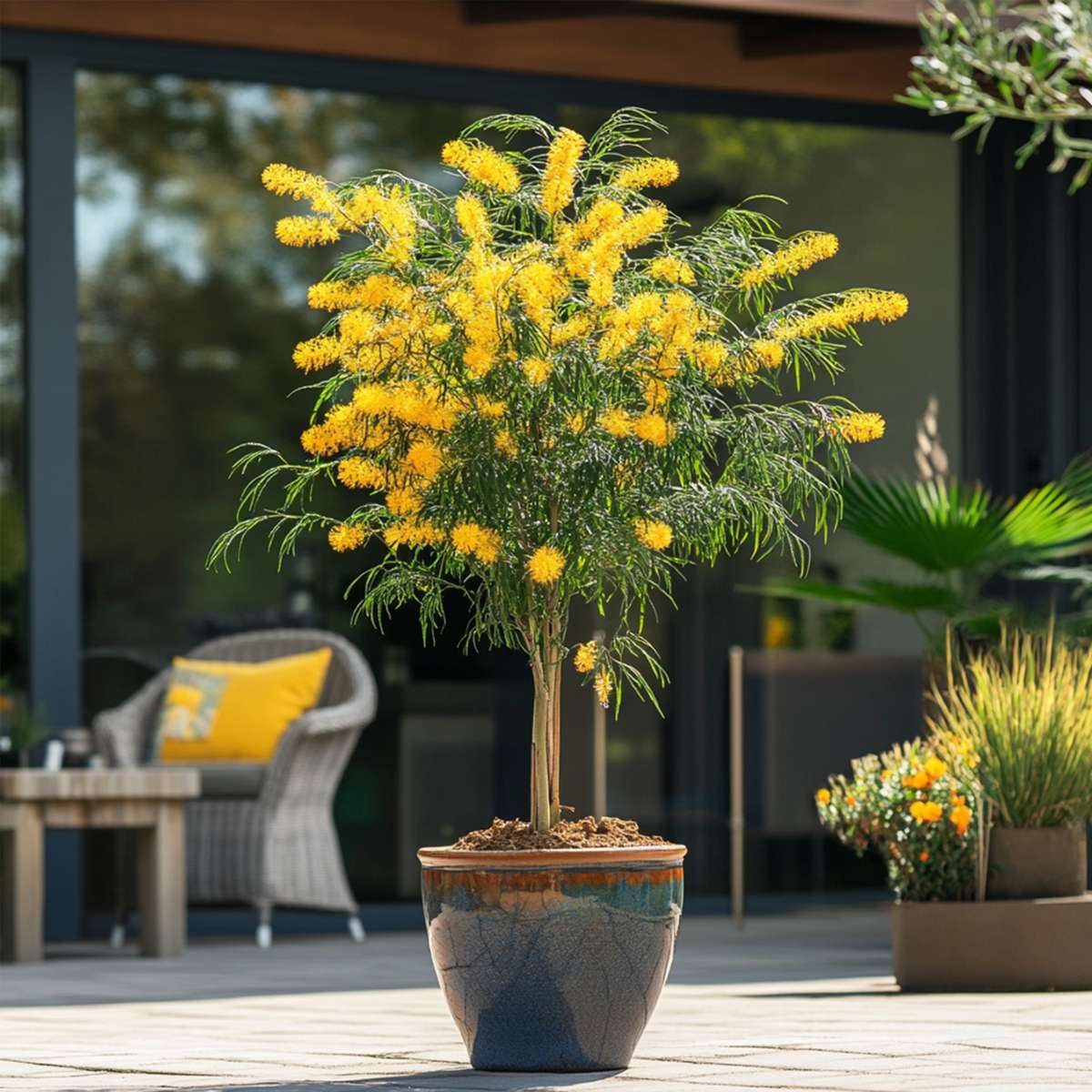 Fleur de mimosa - Mimosa dealbata - Hauteur 40-50cm - ⌀15cm