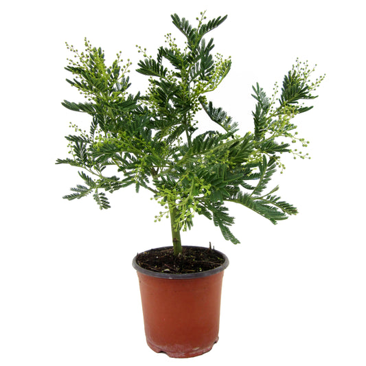 Silver wattle - Mimosa dealbata - Height 40-50cm - ⌀15cm