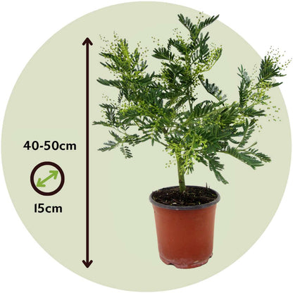 Fleur de mimosa - Mimosa dealbata - Hauteur 40-50cm - ⌀15cm