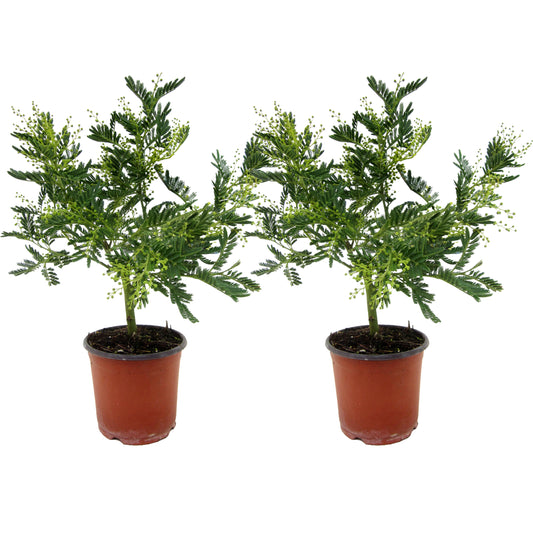 Silver wattle - 2 pcs. - Mimosa dealbata - Height 40-50cm - ⌀15cm