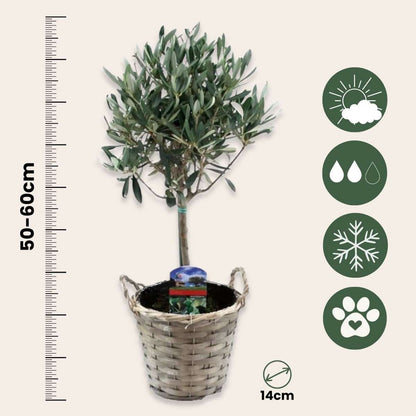 Olivier - Set de 2 - Olea europaea - Hauteur 50-60cm - ⌀14cm - TD Plantz