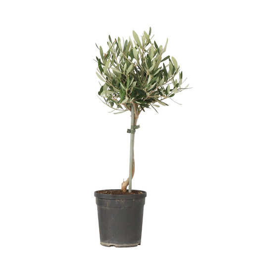 Olivier - Olea europaea - Hauteur 45-55cm - ⌀14cm