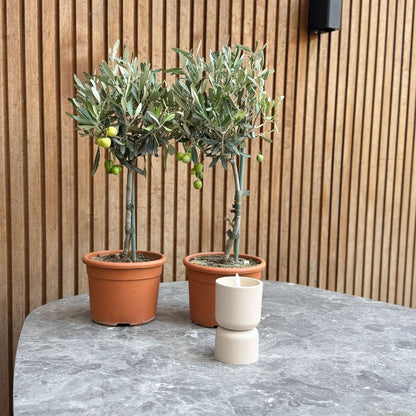 Olivier - Set de 2 - Olea europaea - Hauteur 50-60cm - ⌀14cm