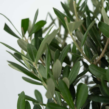 Common Olive tree - 2 pcs - Olea europaea - Height 50-60cm - ⌀14cm