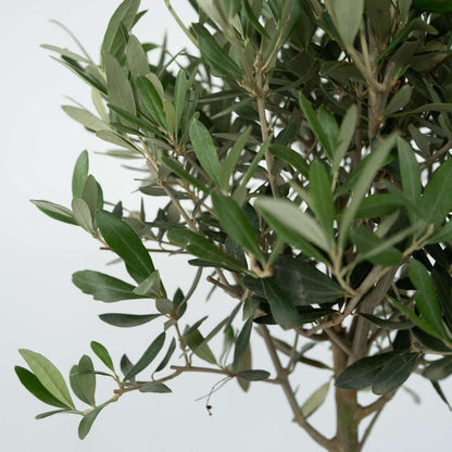 Common Olive tree - 2 pcs - Olea europaea - Height 50-60cm - ⌀14cm