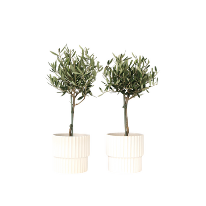 Olivier - Set de 2 - Olea europaea - Hauteur 50-60cm - ⌀14cm
