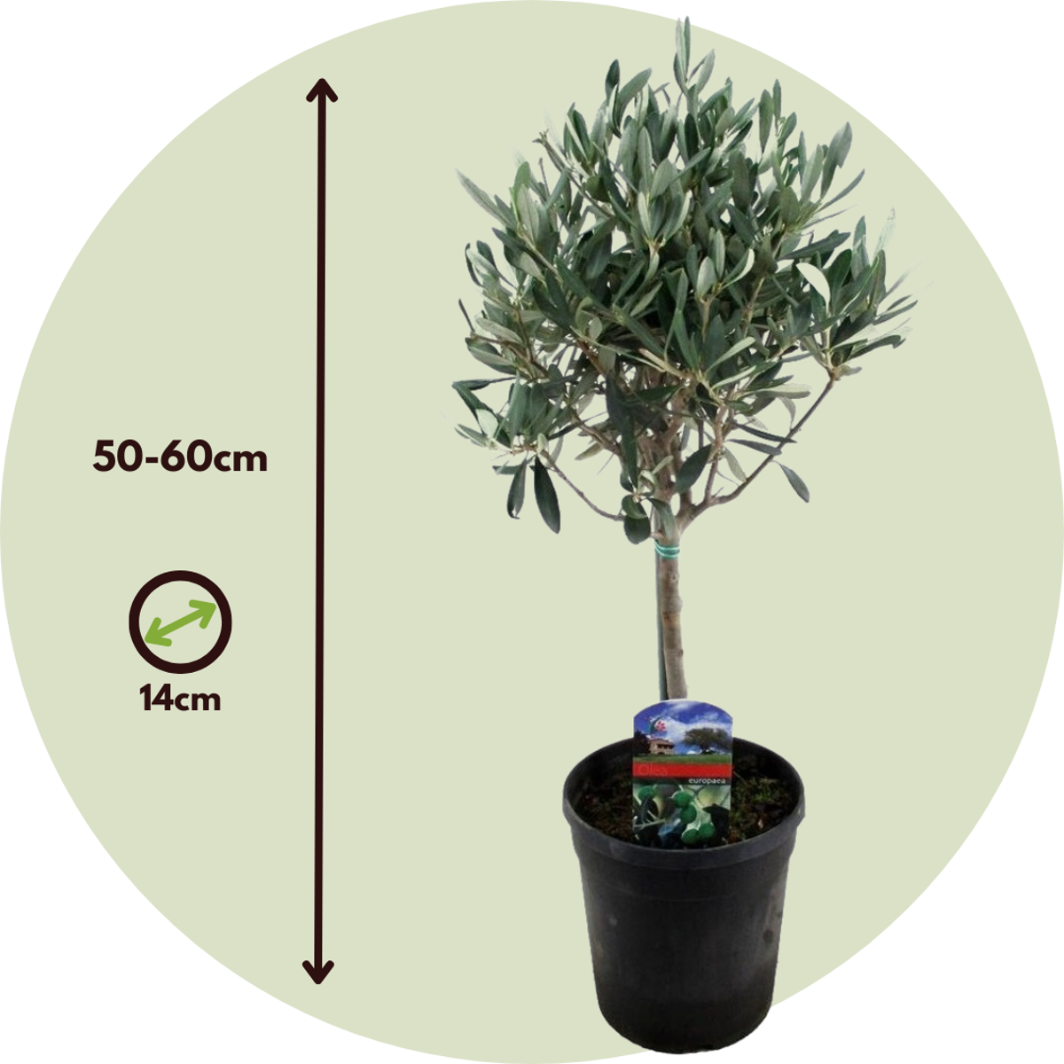 Common Olive tree - 2 pcs. - Olea europaea - Height 50-60cm - ⌀14cm
