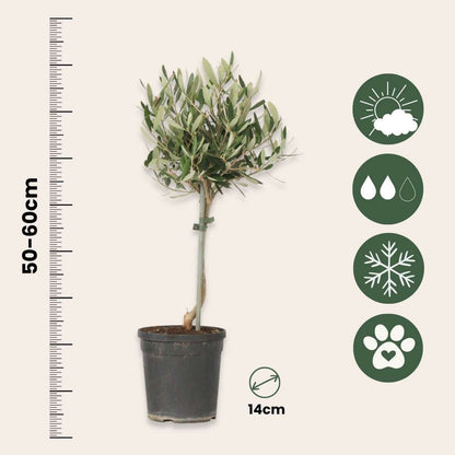 Olivier - Set de 2 - Olea europaea - Hauteur 50-60cm - ⌀14cm
