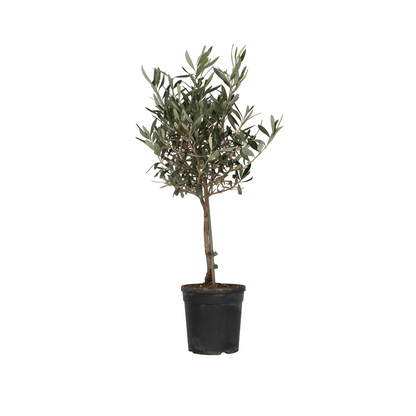 Olivier - Olea europaea - Hauteur 60-70cm - ⌀17cm - TD Plantz