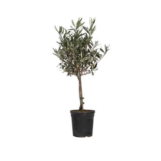 Olivier - Olea europaea - Hauteur 60-70cm - ⌀17cm - TD Plantz