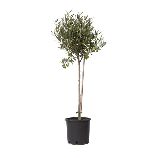 Olivier - Olea europaea - Hauteur 80-90cm - ⌀19cm - TD Plantz