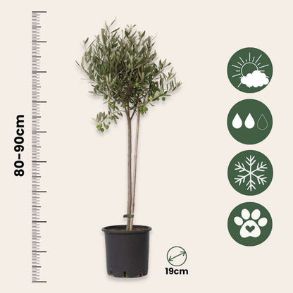 Olivier - Olea europaea - Hauteur 80-90cm - ⌀19cm - TD Plantz