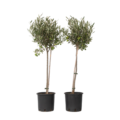 Olivier - Set de 2 - Olea europaea - Hauteur 80-90cm - ⌀19cm - TD Plantz