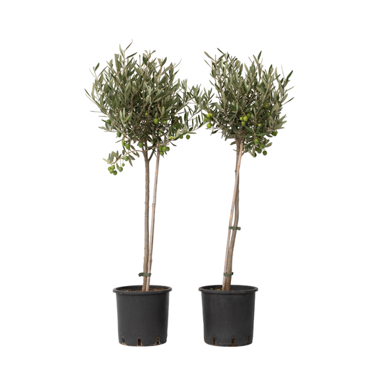 Olivier - Set de 2 - Olea europaea - Hauteur 80-90cm - ⌀19cm - TD Plantz