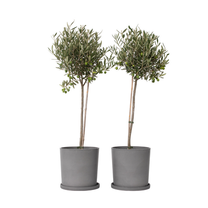 Olivier - Set de 2 - Olea europaea - Hauteur 80-90cm - ⌀19cm - TD Plantz
