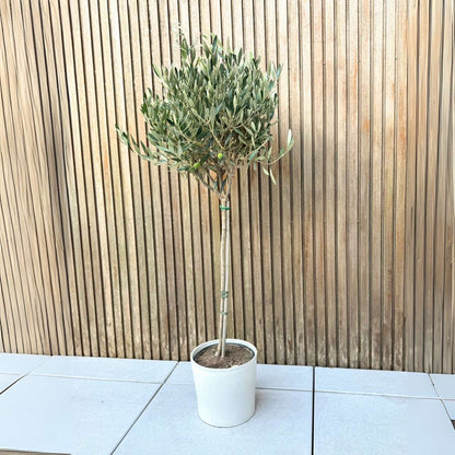 Olivier - Olea europaea - Hauteur 90-100cm - ⌀21cm
