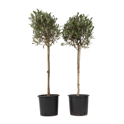 Olivier - Set de 2 - Olea europaea - Hauteur 90-100cm - ⌀21cm