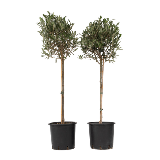 Olivier - Set de 2 - Olea europaea - Hauteur 90-100cm - ⌀21cm