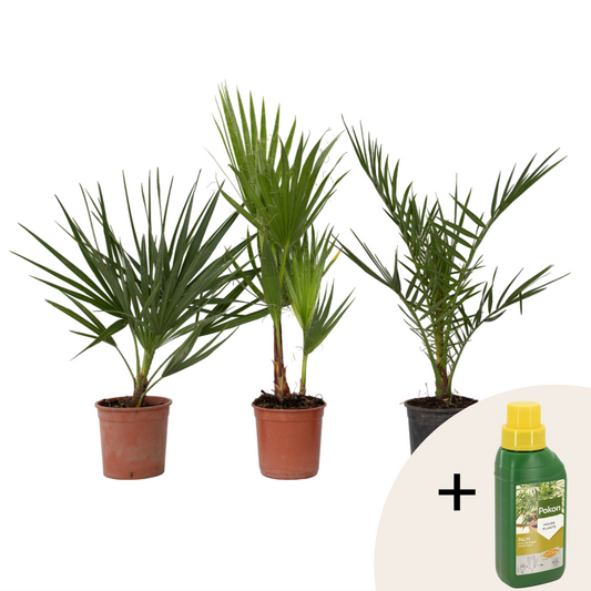 Outdoor Palms with Pokon - 3 pcs. - Garden plants - Height 50-70cm - ⌀15cm