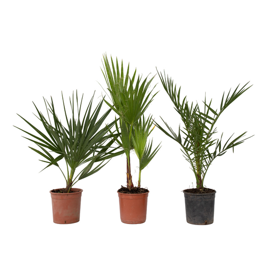 Outdoor Palms - 3 pcs. - Phoenix,Chamaerops,Washingtonia - H50-70cm - ⌀15cm