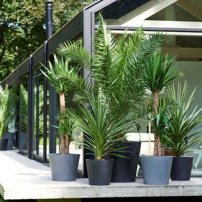 Mélange de palmiers d'extérieur - Set de 6 - Hauteur 50-70cm - ⌀15cm
