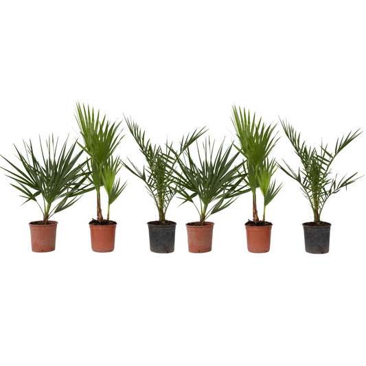 Outdoor Palms - 6 pcs. - Phoenix,Chamaerops,Washingtonia - H50-70cm - ⌀15cm