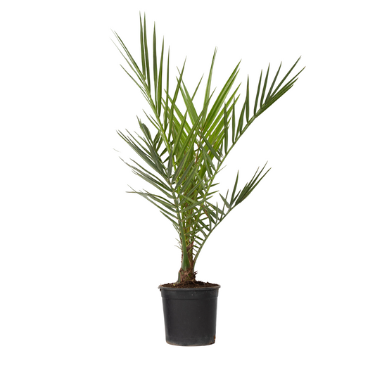 Canary date palm - Phoenix canariensis - Height 50-60cm - ⌀15cm