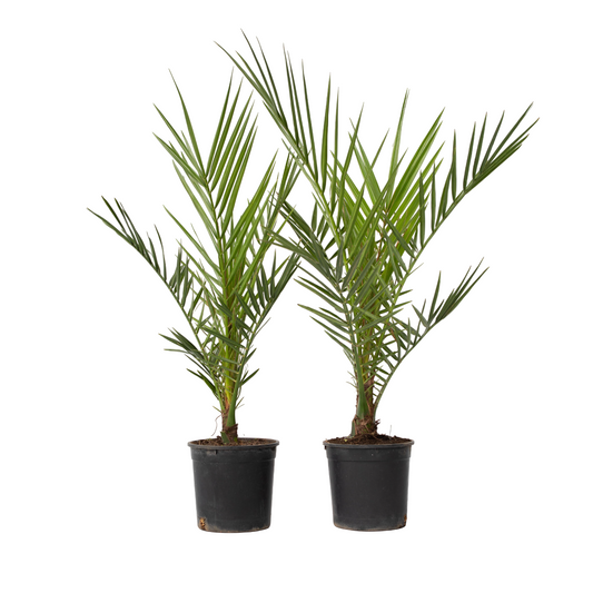 Canary date palm - 2 pcs. - Phoenix canariensis - Height 50-60cm - ⌀15cm