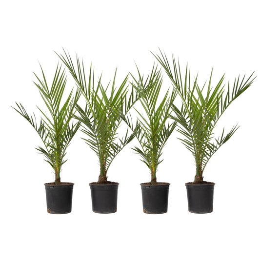 Canary date palm - 4 pcs. - Phoenix canariensis - Height 50-60cm - ⌀15cm