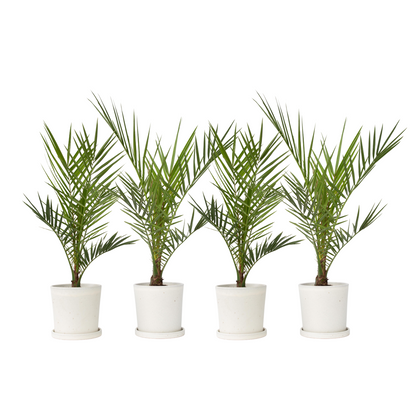 Palmier Dattier des Canaries - Set de 4 - Phoenix canariensis - H50-60cm - ⌀15cm