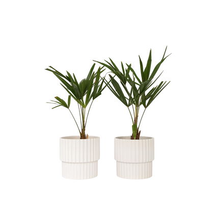 Palmier de Chine - Set de 2 - Trachycarpus Fortunei - Hauteur 35-45cm - ⌀15cm