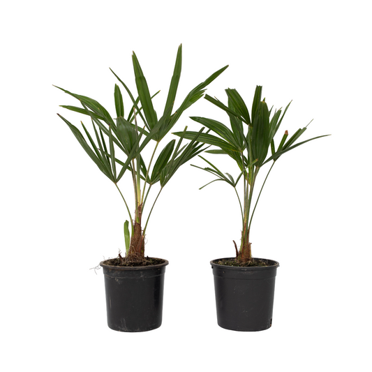 Chinese Windmill Palm - 2 pcs. - Trachycarpus Fortunei - Height 35-45cm - ⌀15cm