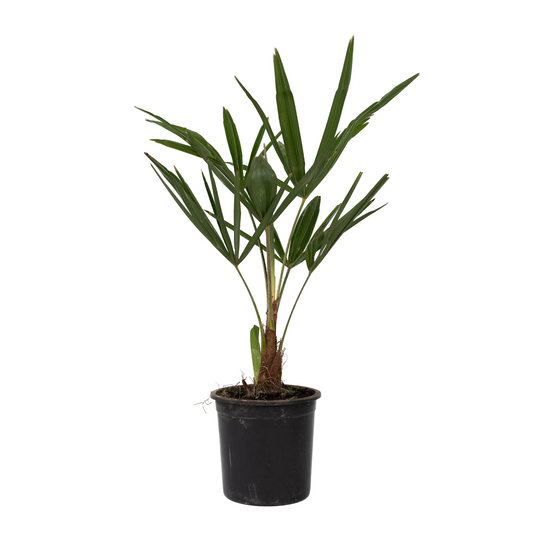 Chinese Windmill Palm - 4 pcs. - Trachycarpus Fortunei - Height 35-45cm - ⌀15cm