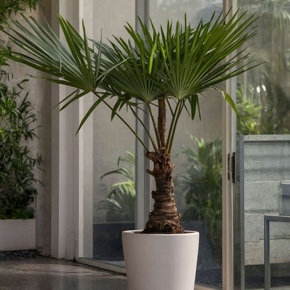 Palmier de Chine - Trachycarpus Fortunei - Hauteur 65-75cm - ⌀21cm - TD Plantz