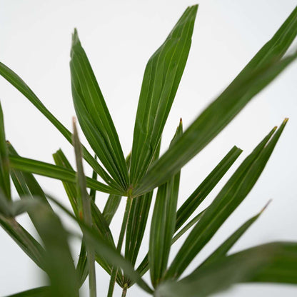 Palmier de Chine - Trachycarpus Fortunei - Hauteur 65-75cm - ⌀21cm - TD Plantz
