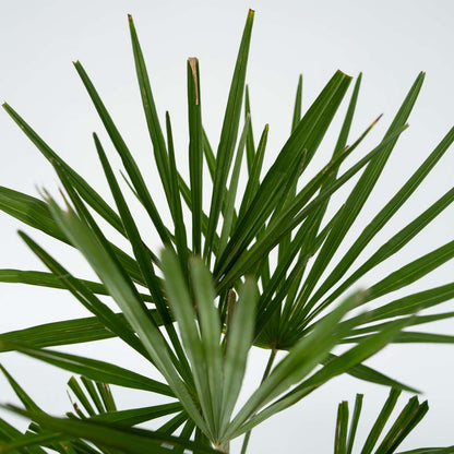Palmier de Chine - Trachycarpus Fortunei - Hauteur 65-75cm - ⌀21cm - TD Plantz